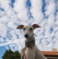 Půlroční pejsek vipet bez pp (whippet, whipet, vipet)