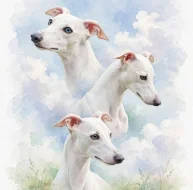 Půlroční pejsek vipet bez pp (whippet, whipet, vipet)