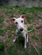 Půlroční pejsek vipet bez pp (whippet, whipet, vipet)