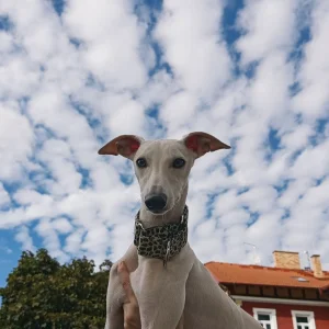 Půlroční pejsek vipet bez pp (whippet, whipet, vipet)