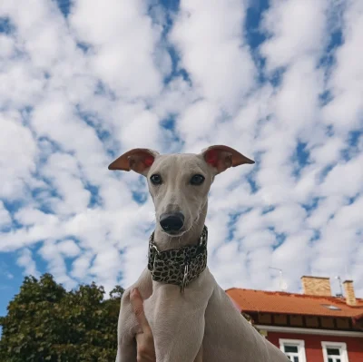 Mladý pejsek vipet bez pp (whippet, whipet, vipet)