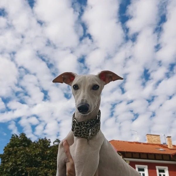Půlroční pejsek vipet bez pp (whippet, whipet, vipet)