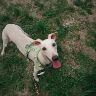 Půlroční pejsek vipet bez pp (whippet, whipet, vipet)