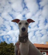 Půlroční pejsek vipet bez pp (whippet, whipet, vipet)
