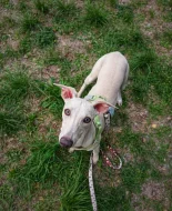 Půlroční pejsek vipet bez pp (whippet, whipet, vipet)