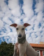 Půlroční pejsek vipet bez pp (whippet, whipet, vipet)