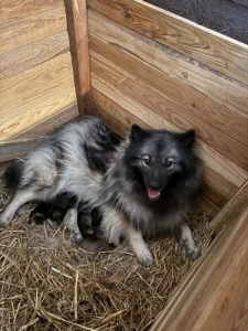 Německý vlčí špic