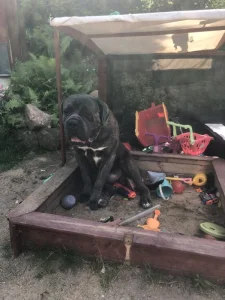 Cane corso