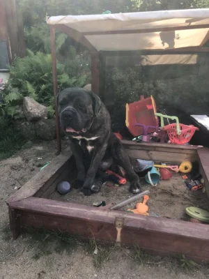 Cane corso