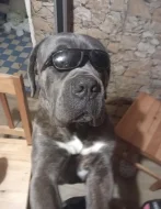 Cane corso