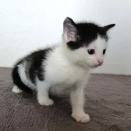 Kočička Mattonka hledá nový domov