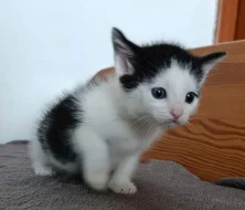 Kočička Mattonka hledá nový domov