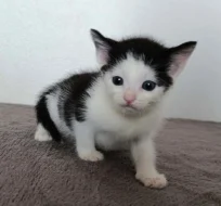 Kočička Mattonka hledá nový domov