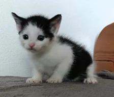 Kočička Mattonka hledá nový domov