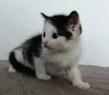 Kočička Mattonka hledá nový domov