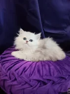 Perská činčila stříbrná - koťátka