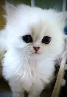 Perská činčila stříbrná - koťátka