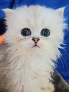 Perská činčila stříbrná - koťátka