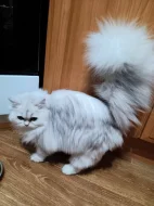Perská činčila stříbrná - koťátka