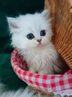 Perská činčila stříbrná - koťátka