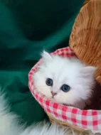 Perská činčila stříbrná - koťátka
