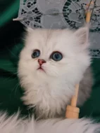 Perská činčila stříbrná - koťátka