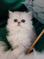 Perská činčila stříbrná - koťátka