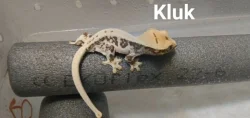 Pagekon řasnatý
