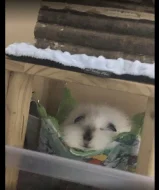 Krásná samička-Švýcarský Teddy (CH Teddy)s PP