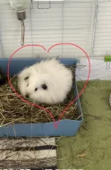 Krásná samička-Švýcarský Teddy (CH Teddy)s PP