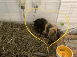 Samička Peruánec