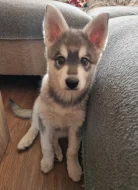 Alaskan klee kai mini husky