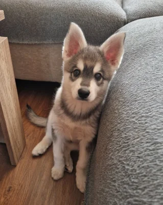 Alaskan klee kai mini husky
