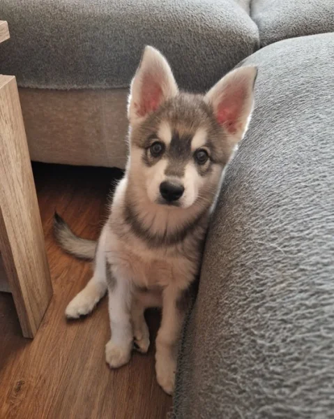 Alaskan klee kai mini husky