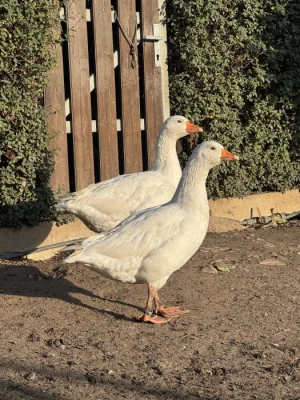 Česká bílá husa