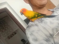 aratinga sluneční
