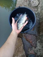 Násada K2