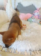 Krásná štěňátka Shiba Inu