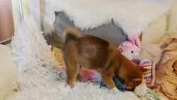 Krásná štěňátka Shiba Inu