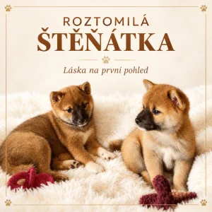 Krásná štěňátka Shiba Inu