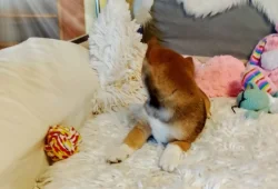 Krásná štěňátka Shiba Inu