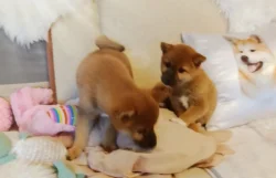 Krásná štěňátka Shiba Inu