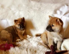 Krásná štěňátka Shiba Inu
