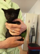 Darujeme koťátka