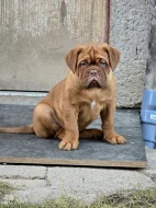 Bordeauxská doga s PP