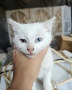 Bílé kotě co má každé oko jiné