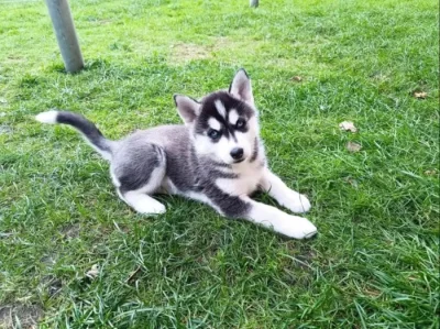 Sibiřský husky kluk~Yanko