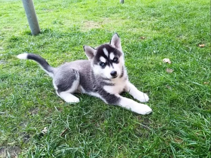 Sibiřský husky kluk~Yanko