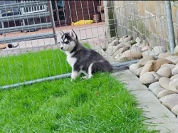 Sibiřský husky kluk~Yanko