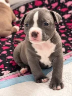 American Bully (classic)